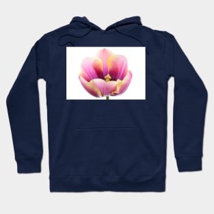 Tulipa  &#39;Atlantis&#39;   Single Late Tulip Hoodie